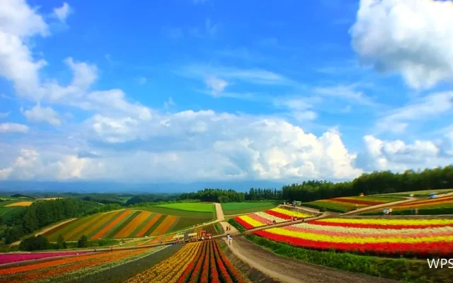 图片插入基础：三种方式各有场景